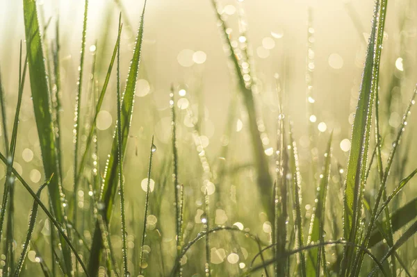 Green blade of grass close-up with dew drops. — Stock Photo, Image