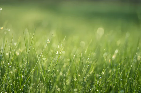 Green grass close-up with dew drops on the blurred green background of the meadow — Stock Photo, Image