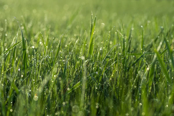 Green grass close-up with dew drops on the blurred green background of the meadow — Stock Photo, Image