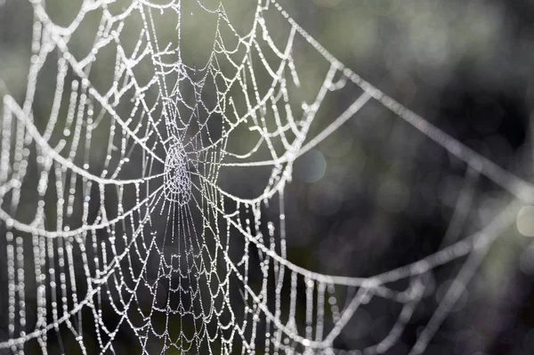 Web in dew drops close-up with shallow depth of field.