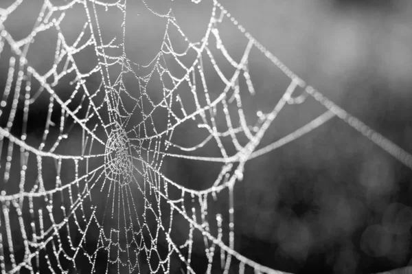 Web in dew drops close-up with shallow depth of field.