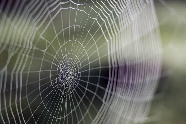 Web in dew drops close-up with shallow depth of field.