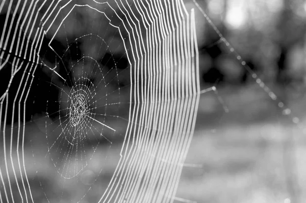 Web in dew drops close-up with shallow depth of field.