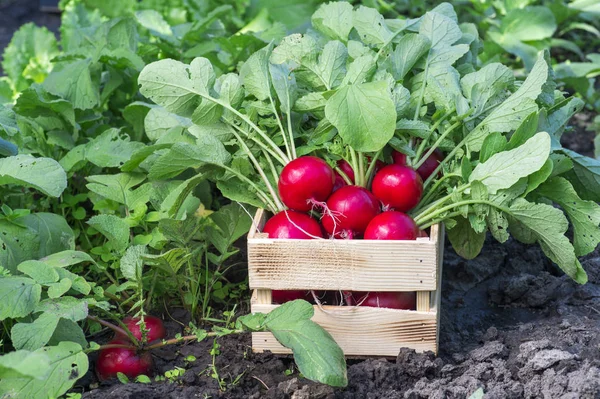 Roter Rettich mit saftig grünen Wipfeln wird in einer Holzkiste auf dem Beet zusammengefaltet. Hintergrund. — Stockfoto