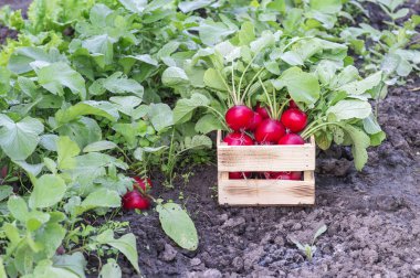Yemyeşil üstleri ile kırmızı turp yatakta ahşap bir kutu içinde katlanır. Arka plan.