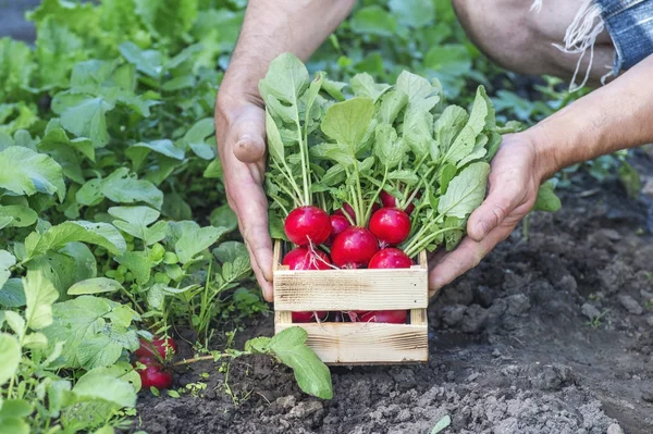 Ravanello rosso con cime verdi lussureggianti nelle mani di un contadino in una scatola di legno in giardino. Contesto . — Foto Stock