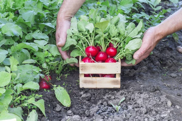 Czerwone rzodkiewki z bujnymi zielonymi blatami w rękach rolnika w drewnianym pudełku w ogrodzie. Tle. — Zdjęcie stockowe