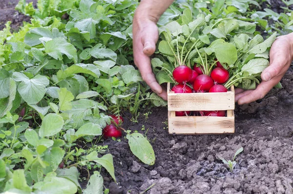 Roter Rettich mit saftig grünen Wipfeln in der Hand eines Bauern in einer Holzkiste im Garten. Hintergrund. — Stockfoto