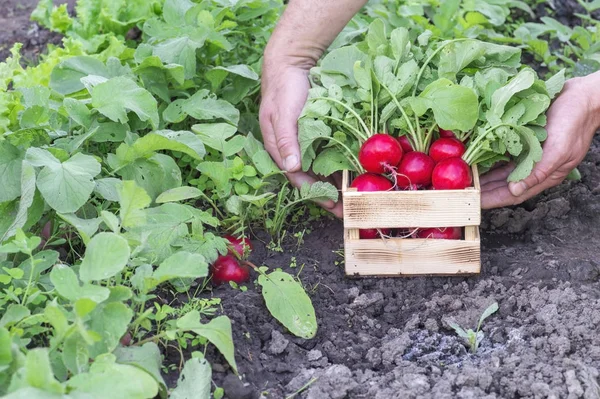 Czerwone rzodkiewki z bujnymi zielonymi blatami w rękach rolnika w drewnianym pudełku w ogrodzie. Tle. — Zdjęcie stockowe