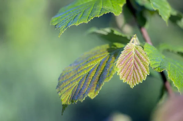 Young green hazel leaf with a brown tint on the background of a