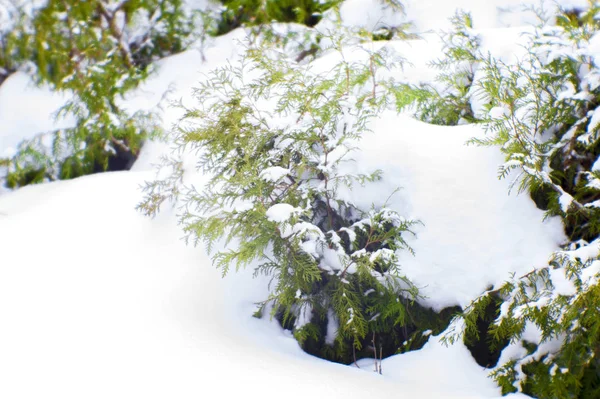 Der grüne Nadelstrauch auf dem Rasen ist reich mit fallendem Schnee bedeckt. das Foto wurde in weicher Linse aufgenommen, Unschärfe — Stockfoto