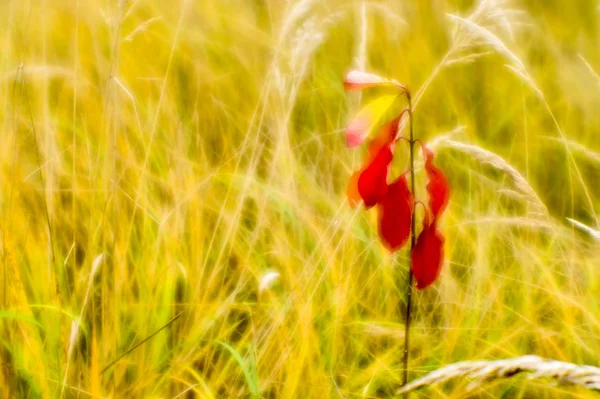 红色的年轻的在秋天干高草的背景下。在柔和的镜头上拍摄了浅层的现场照片。模糊 — 图库照片