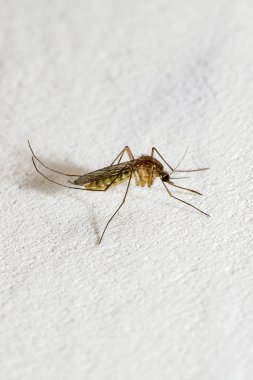 Çıkıntılı hortumu olan bir sivrisinek beyaz bir duvarda oturur. Metin alanı