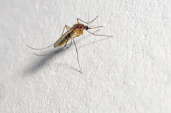 Un mosquito con una probóscis sobresaliente se sienta en una pared blanca. Espacio de texto — Foto de Stock