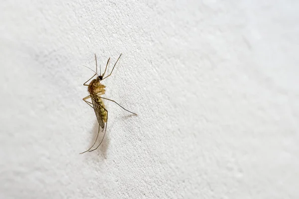 Un mosquito con una probóscis sobresaliente se sienta en una pared blanca. Espacio de texto — Foto de Stock