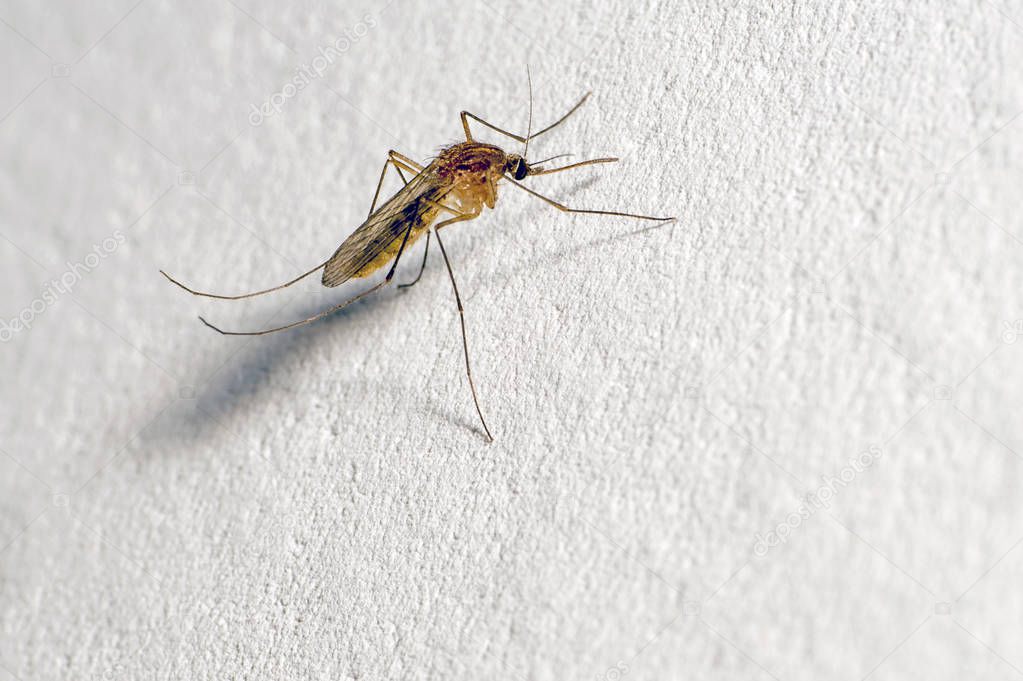 A mosquito with a protruding proboscis sits on a white wall. Text space