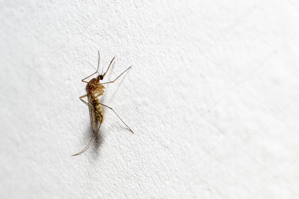 A mosquito with a protruding proboscis sits on a white wall. Text space