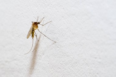 Çıkıntılı hortumu olan bir sivrisinek beyaz bir duvarda oturur. Metin alanı