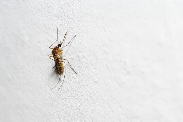 Un mosquito con una probóscis sobresaliente se sienta en una pared blanca. Espacio de texto —  Fotos de Stock