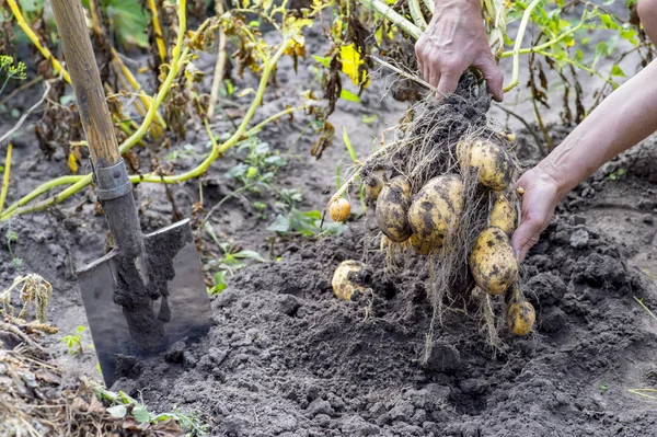 Kädet mies vedetään maasta peruna Bush keltainen puutarhassa lapio lähikuva . — kuvapankkivalokuva