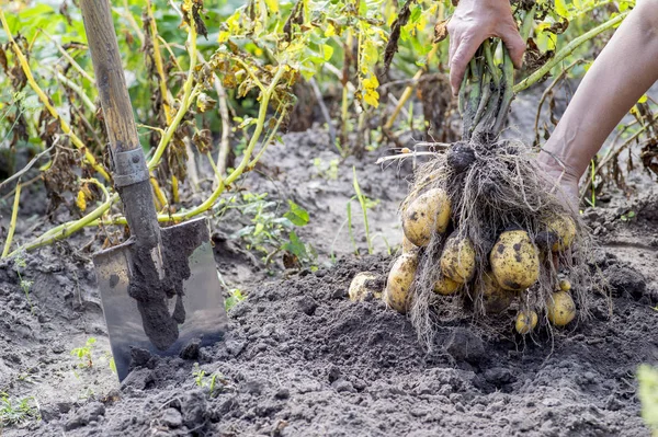 L'homme des mains sorti du sol pomme de terre Bush jaune dans le jardin avec une pelle gros plan . — Photo