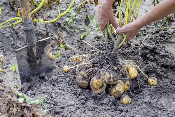 L'homme des mains sorti du sol pomme de terre Bush jaune dans le jardin avec une pelle gros plan . — Photo