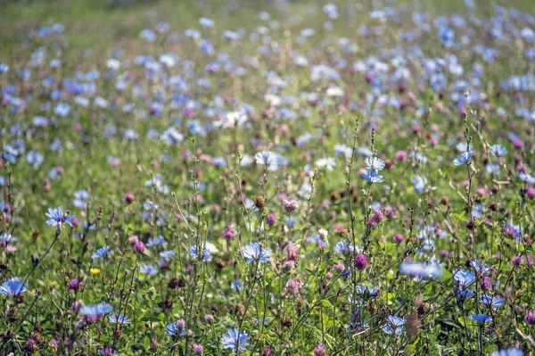 Blå blommor av cikoria stor på bakgrunden av sommaren blommande ängar. Bakgrund. Kopiera utrymme — Stockfoto