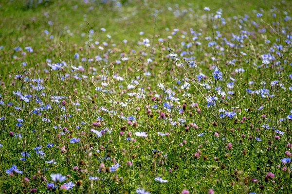 Blue flowers of chicory large on the background of summer flowering meadows. Background. Copy space — Stock Photo, Image