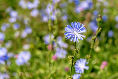 Bulanık çiçekli çayırın arka planında mavi hindiba çiçeği yakın çekim. Arka plan. Kopyalama alanı