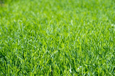 Güneş ışığında genç yeşil çimenler. Organik doku