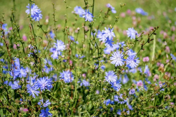 Blauwe bloemen van cichorei groot op de achtergrond van de zomer bloeiende weiden. Achtergrond. Ruimte kopiëren — Stockfoto