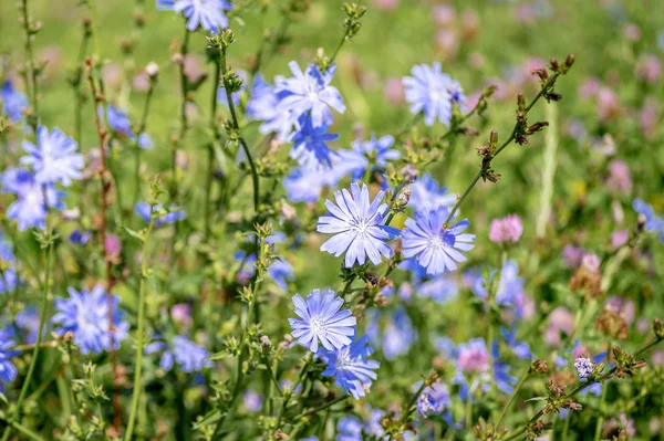 Blauwe bloemen van cichorei groot op de achtergrond van de zomer bloeiende weiden. Achtergrond. Ruimte kopiëren — Stockfoto