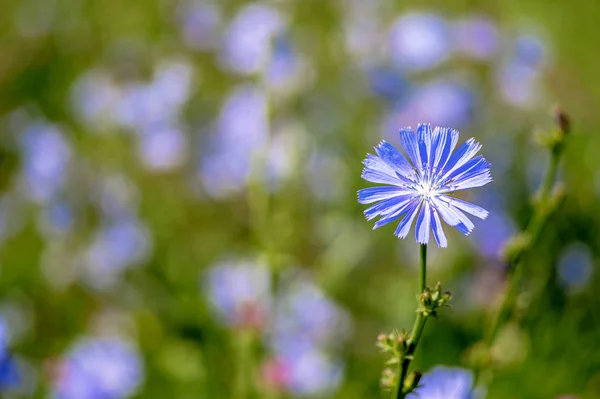 Bulanık çiçekli çayırın arka planında mavi hindiba çiçeği yakın çekim. Arka plan. Kopyalama alanı — Stok fotoğraf