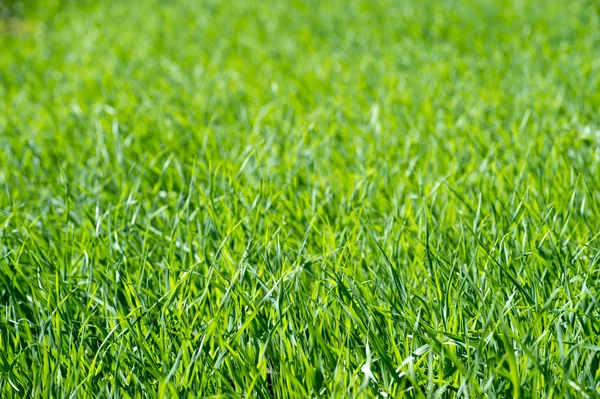 Güneş ışığında genç yeşil çimenler. Organik doku