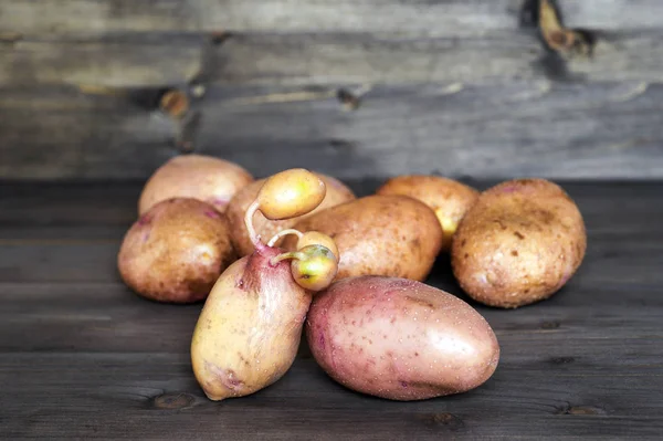 Eine Kartoffel mit gekeimten Embryonen auf dem Hintergrund eines Haufens Kartoffelknollen in Standardkonfiguration — Stockfoto