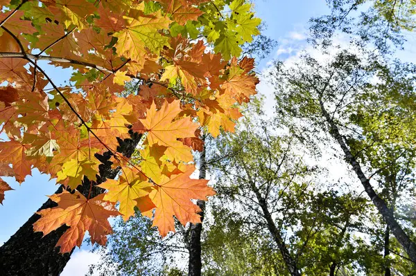Turuncu akçaağaç yaprakları yeşil huş yaprakları ve mavi gökyüzüne karşı. Doğal sonbahar arkaplanı — Stok fotoğraf