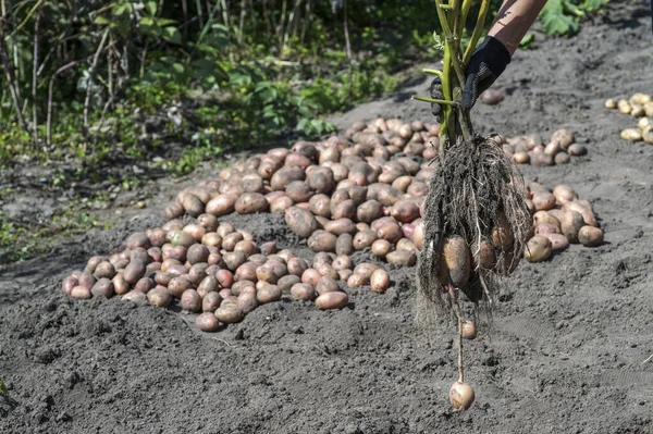 Une main de femme dans un gant de travail noir tient une pomme de terre fraîchement creusée Bush contre un tas de pommes de terre récoltées . — Photo