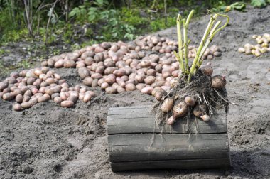 Hasatın arka planında pembe patates çalısı şekilleri var. Boşluğu kopyala.