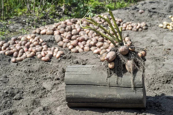 Rosa Kartoffelstrauch unregelmäßige Form auf dem Hintergrund der Ernte. Kopierraum. — Stockfoto