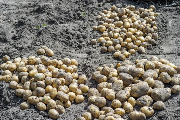 Knollen von gelben Kartoffeln im Garten sortiert, nachdem sie aus dem Boden gepflügt wurden — Stockfoto