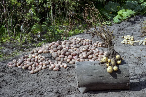 Creusez Bush avec des tubercules de pomme de terre jaunes à proximité sur le fond de la récolte. Contexte, espace de copie — Photo