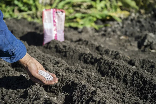Mâna unei femei fermier deține o mână de granule albe de îngrășământ pe patul de pământ . — Fotografie, imagine de stoc