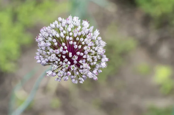Blooming inflorescence of leeks close - up on the background of blurred greenery. Background — Stock Photo, Image