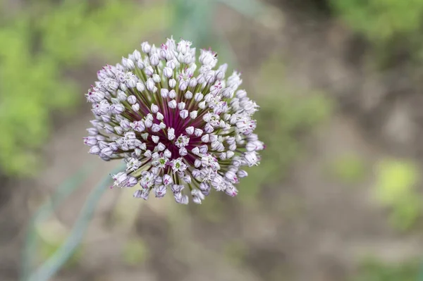 Blommande blomstÃ ¤llning av purjolök nÃ ¤ra - upp pÃ ¥bakgrunden av suddig grÃ ¶ nska. Bakgrund — Stockfoto