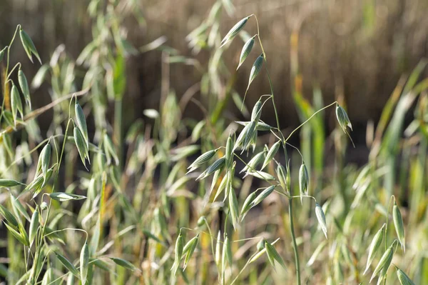 Le orecchie verdi di avena si chiudono sotto la dura luce del sole. Sfondo naturale — Foto Stock
