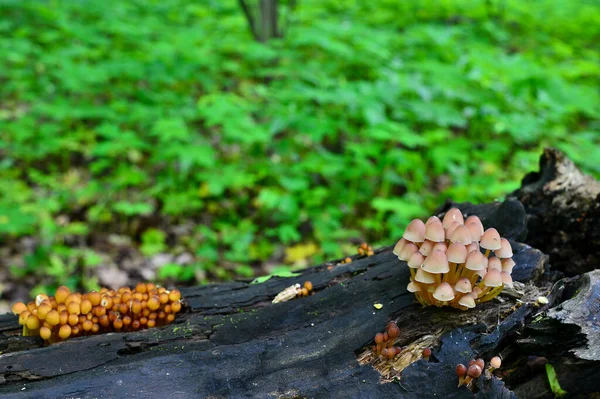 Different types of mushrooms grow in families on one old fallen log in the forest. Natural background.