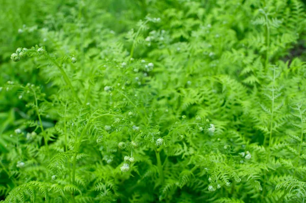 Verdrehte Junge Farnblätter Vor Hellem Grün Natürlicher Hintergrund Kleine Schärfentiefe — Stockfoto