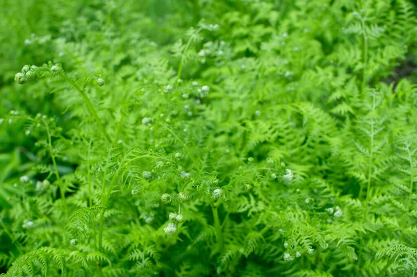 Twisted Jeunes Feuilles Fougère Sur Fond Verdure Éclatante Contexte Naturel — Photo