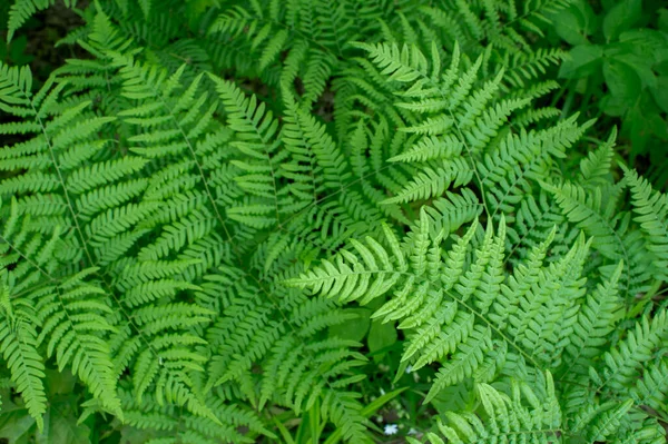 Gros Plan Branche Fougère Verte Avec Éclairage Uniforme Contexte Naturel — Photo