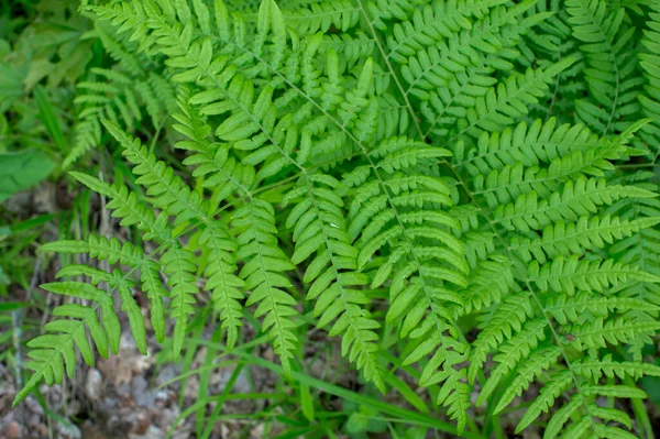 Gros Plan Branche Fougère Verte Contexte Naturel Vue Haut — Photo